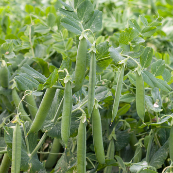 Горох овощной Сомервуд, 100 000 сем., Syngenta