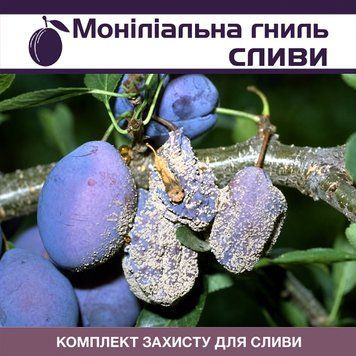 Монилиальная гниль сливы - комплект защиты slyva-monilial-gnil-1 фото