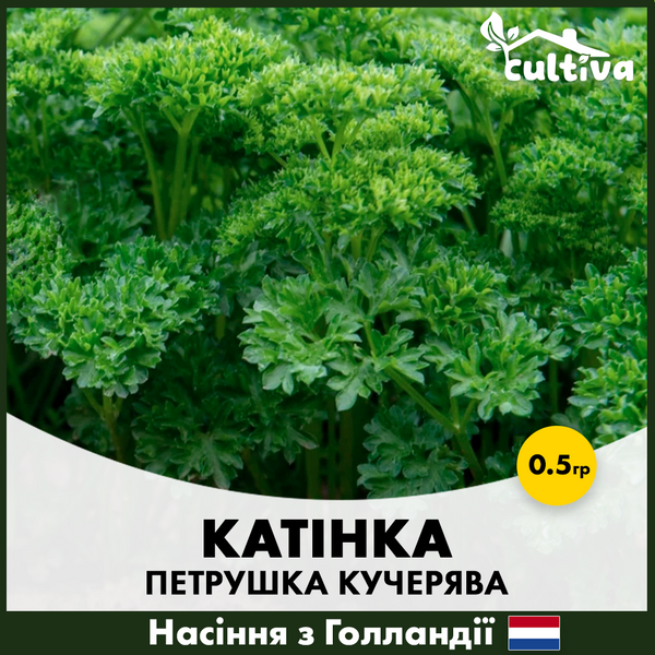 Кучерява петрушка Катінка, 0.5 гр 00375 фото