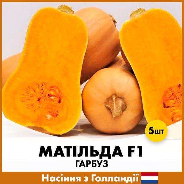 Тыква Матильда F1, 5 шт R30325 фото