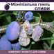 Монилиальная гниль сливы - комплект защиты slyva-monilial-gnil-1 фото 1