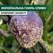 Монилиальная гниль сливы - комплект защиты slyva-monilial-gnil-1 фото 2