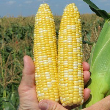 Кукурудза цукрова БСС1075 F1, 5 000 нас., Syngenta SYN-24671 фото