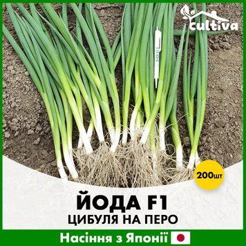 Лук на перо Йода F1, 200 шт, Японские семена R51214 фото