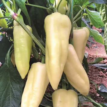 Перець солодкий Елмас F1, 100 нас., Yuksel Seeds YS-34 фото