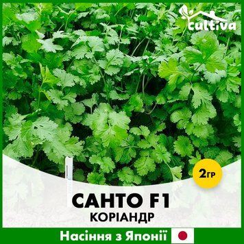 Коріандр Санто F1, 2 гр, Японське насіння R51259 фото