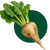 Кормовий буряк