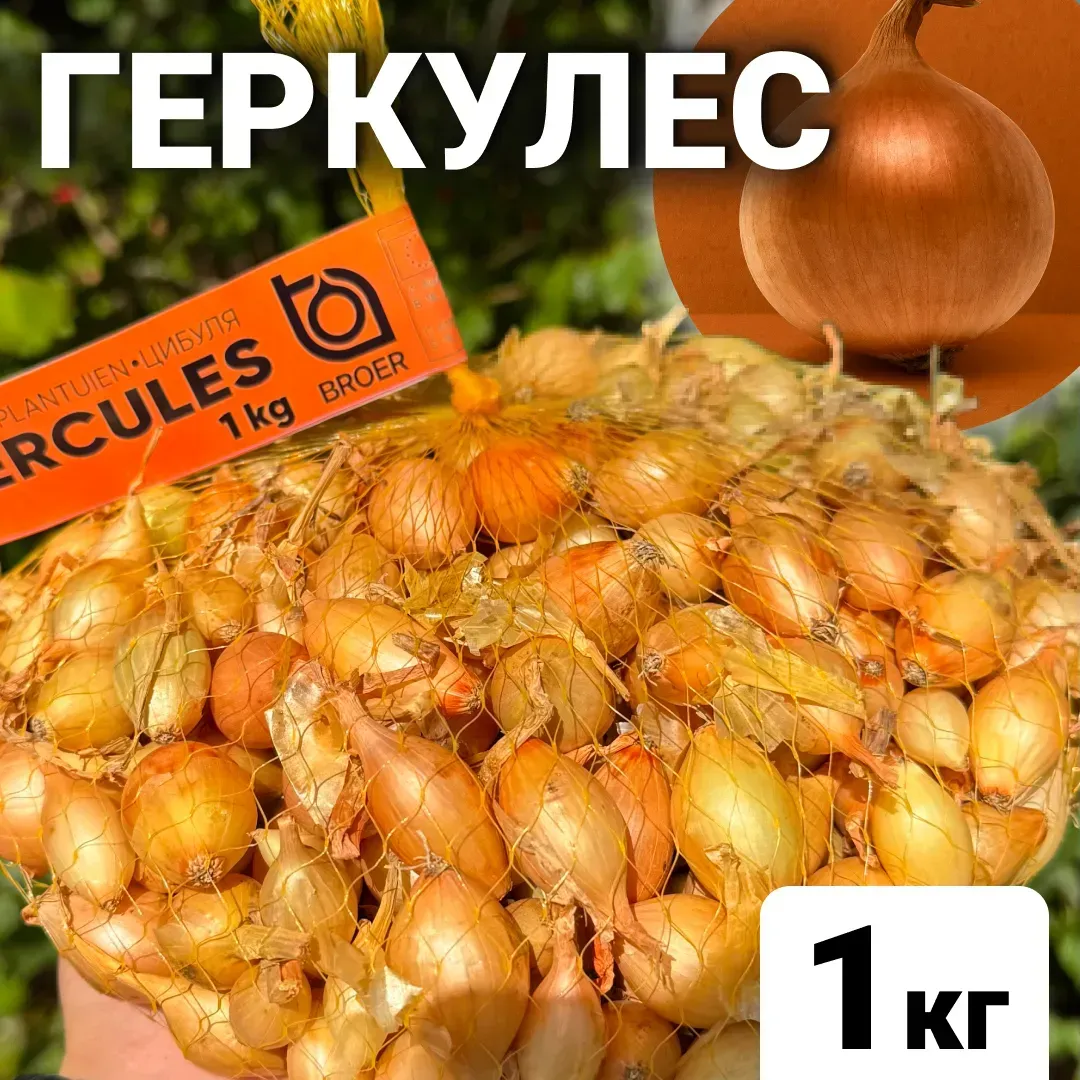 Цибуля сіянка Геркулес, 1 кг, озима цибуля-сіянка Broer