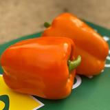 Перець солодкий Клементін F1, 500 нас., Yuksel Seeds YS-36 фото