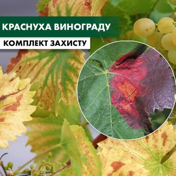 Краснуха винограду - комплект захисту vynograd-krasnuha-1 фото
