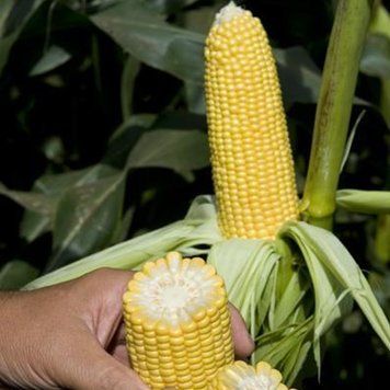 Кукурудза цукрова ГСС5649 F1, 100 000 нас., Syngenta SYN-24673 фото