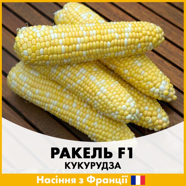 Кукурудза Ракель F1, 100 шт, Насіння з Франції krk-1 фото