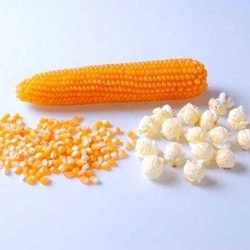 Кукурудза попкорн Саммер F1, 25 000 нас., Spark Seeds, США SSR51337 фото