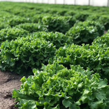 Салат Кюрлі, 1 000 нас., Yuksel Seeds YS-37 фото