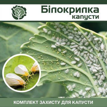 Білокрилка на капусті - комплект захисту kapusta-bilo-krylka-1 фото