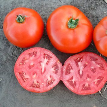 Томат 1504 F1, 500 сем., Spark Seeds, США SS-1504-500 фото