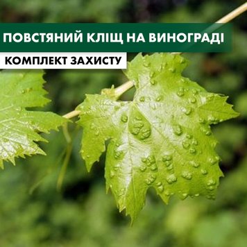 Повстяний кліщ винограду - комплект захисту vynograd-povst-klishch-1 фото