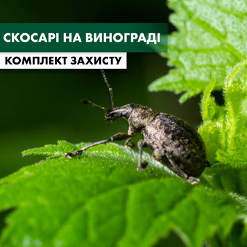 Виноградні скосарі - комплект захисту vynograd-skosari-1 фото