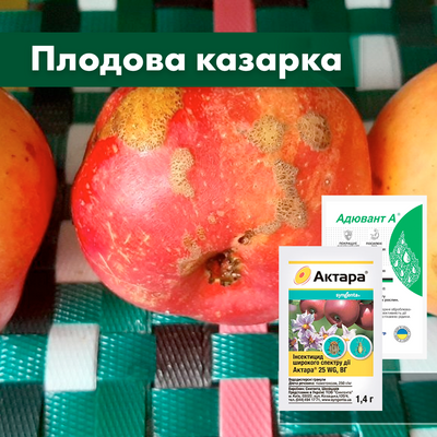 Плодова казарка на яблуні - комплект захисту pold-kaz-1 фото
