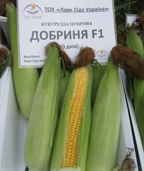 Сахарная кукуруза Добрыня F1, 25000 шт, Lark Seeds, США R50237 фото