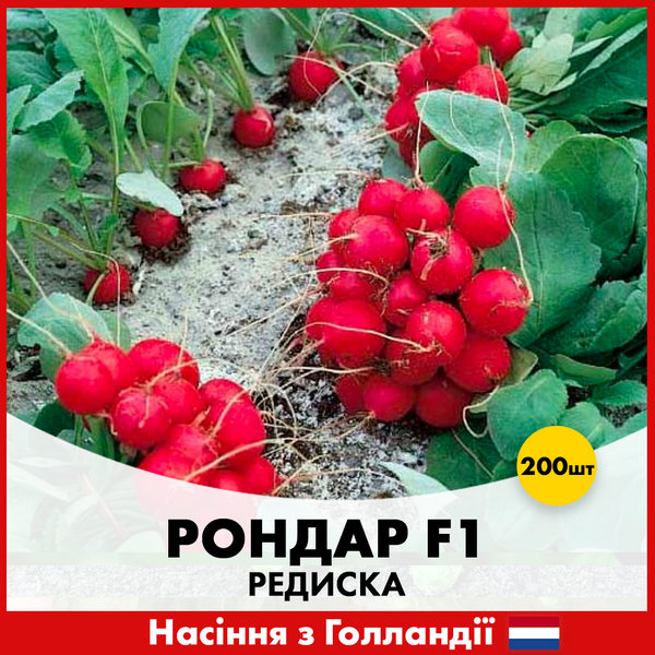 Редис Рондар F1, 200 шт, Голландське насіння 00200 фото