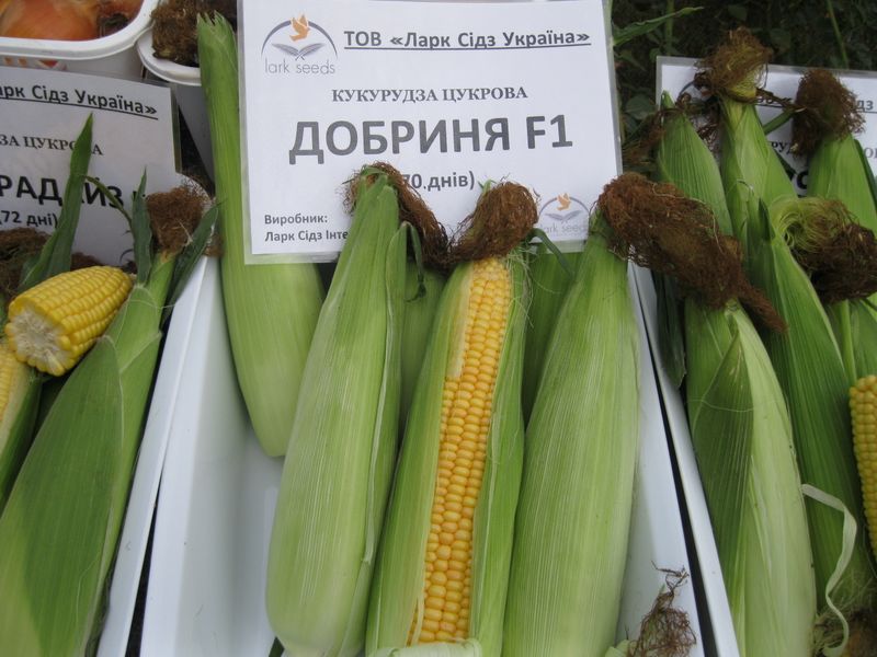 Сахарная кукуруза Добрыня F1, 25000 шт, Lark Seeds, США R50237 фото