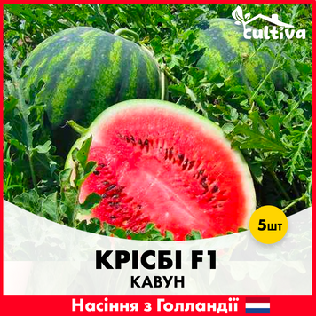 Кавун Крісбі F1, 5 шт, Голландське насіння 00145 фото