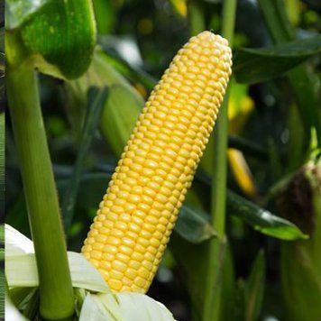 Кукурудза цукрова Стронгстар F1, 100 000 нас., Syngenta SYN-24678 фото