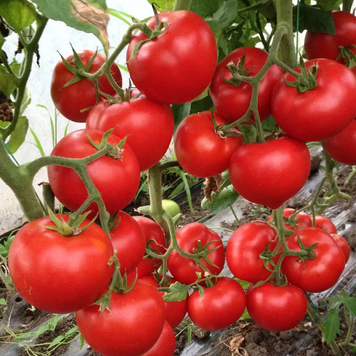 Томат напівдетермінантний Лєда F1, 500 нас., Yuksel Seeds YS-41 фото