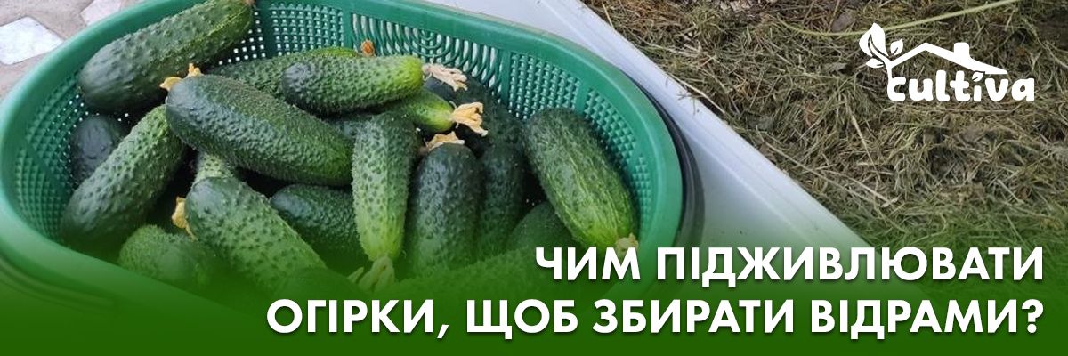 Подкормка огурцов, что делать для хорошего урожая фото