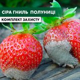 Серая гниль клубники - комплект защиты polunyca-sira-gnil-1 фото