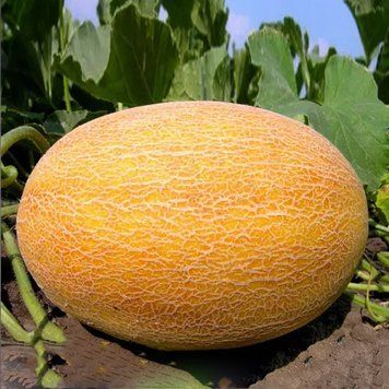 Дыня Ананас, 50 г, Leda Agro R51349 фото