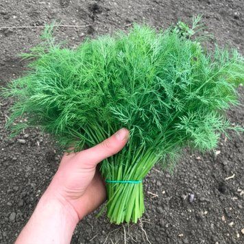 Насіння Кропу Брум, 500 гр, Spark Seeds, США R53198 фото