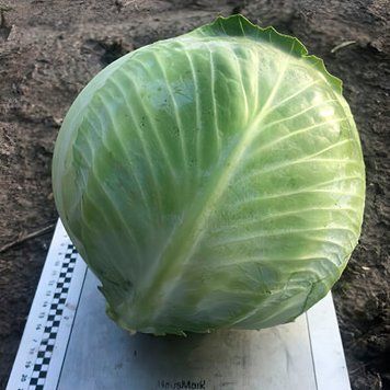 Капуста білоголова Меріленд F1, 2 500 нас., Spark Seeds, США SS-MARYLAND-2500 фото