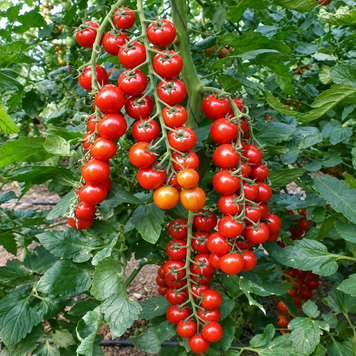 Томат індетермінантний Арома F1, 100 нас., Yuksel Seeds YS-42 фото