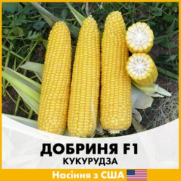 Сахарная кукуруза Добрыня F1, 100 шт, Семена из США lks-1-k фото