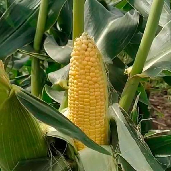 Цукрова кукурудза Добриня F1, 100 шт, Насіння з США lks-1-k фото