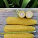 Цукрова кукурудза Добриня F1, 100 шт, Насіння з США lks-1-k фото 2