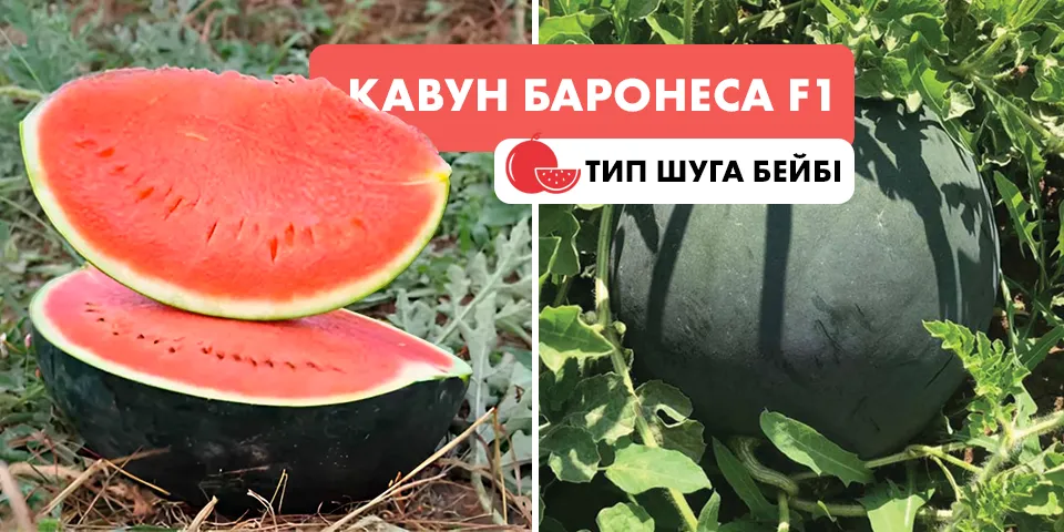 кавун баронеса