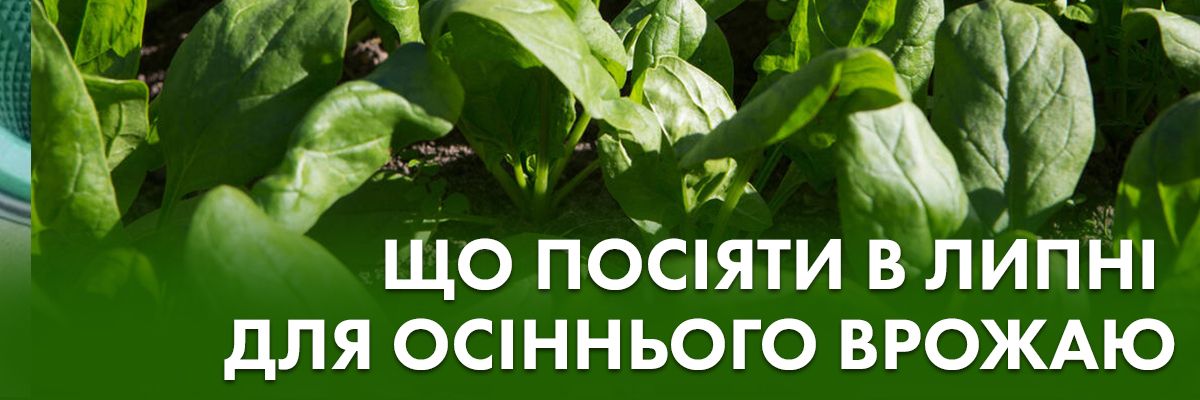 Что посадить в июле, чтобы получить повторный урожай осенью фото