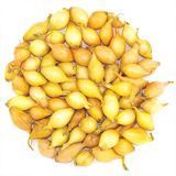 Цибуля сіянка Сеншуй (Свіфт) 2026 року, 1 кг, Broer, цибуля тиканка з Нідерландів R51232_1 фото