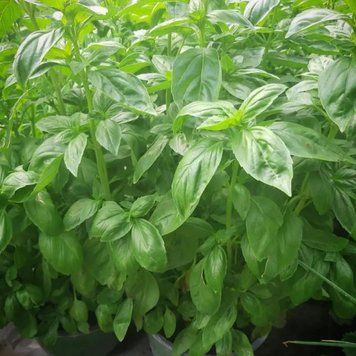 Базилик Густоса, 50 г, Leda Agro R51351 фото