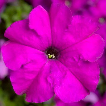 Петунія грандіфлора Тритунія F1, 20 шт, драже, (violet)