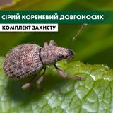 Серый корневой долгоносик на клубнике - комплект защиты polunyca-koren-dovgonos-1 фото