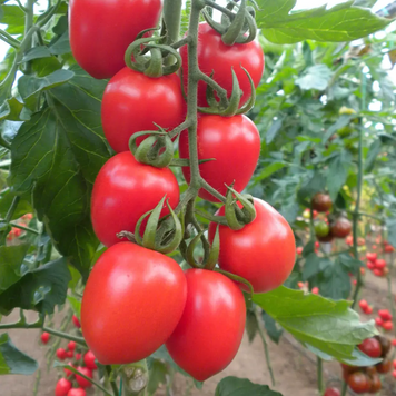 Томат індетермінантний Колеос (132-111) F1, 100 нас., Yuksel Seeds YS-50 фото