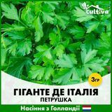 Петрушка Гіганте де Італія, 3 гр, Голландське насіння R51207 фото