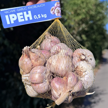 Часник озимий Ірен, 0.5 кг, 1-ша репродукція, калібр 4-5+ IR-PG05 фото