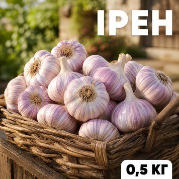 Чеснок озимый Ирэн, 0.5 кг, 1-я репродукция, калибр 4-5+ IR-PG05 фото