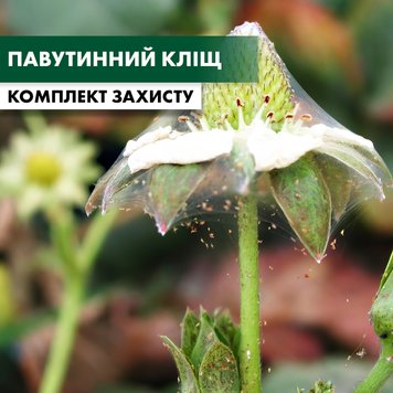 Павутинний кліщ на полуниці - комплект захисту polunyca-pavut-klishch-1 фото