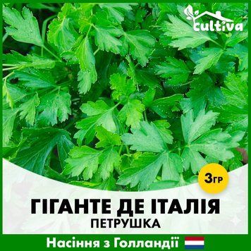Петрушка Гіганте де Італія, 3 гр, Голландське насіння R51207 фото